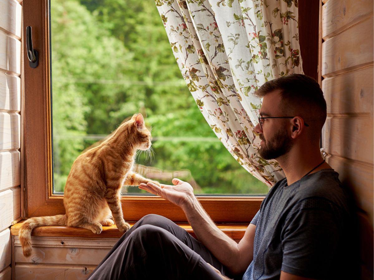 Adiestre a su felino siguiendo estas recomendaciones