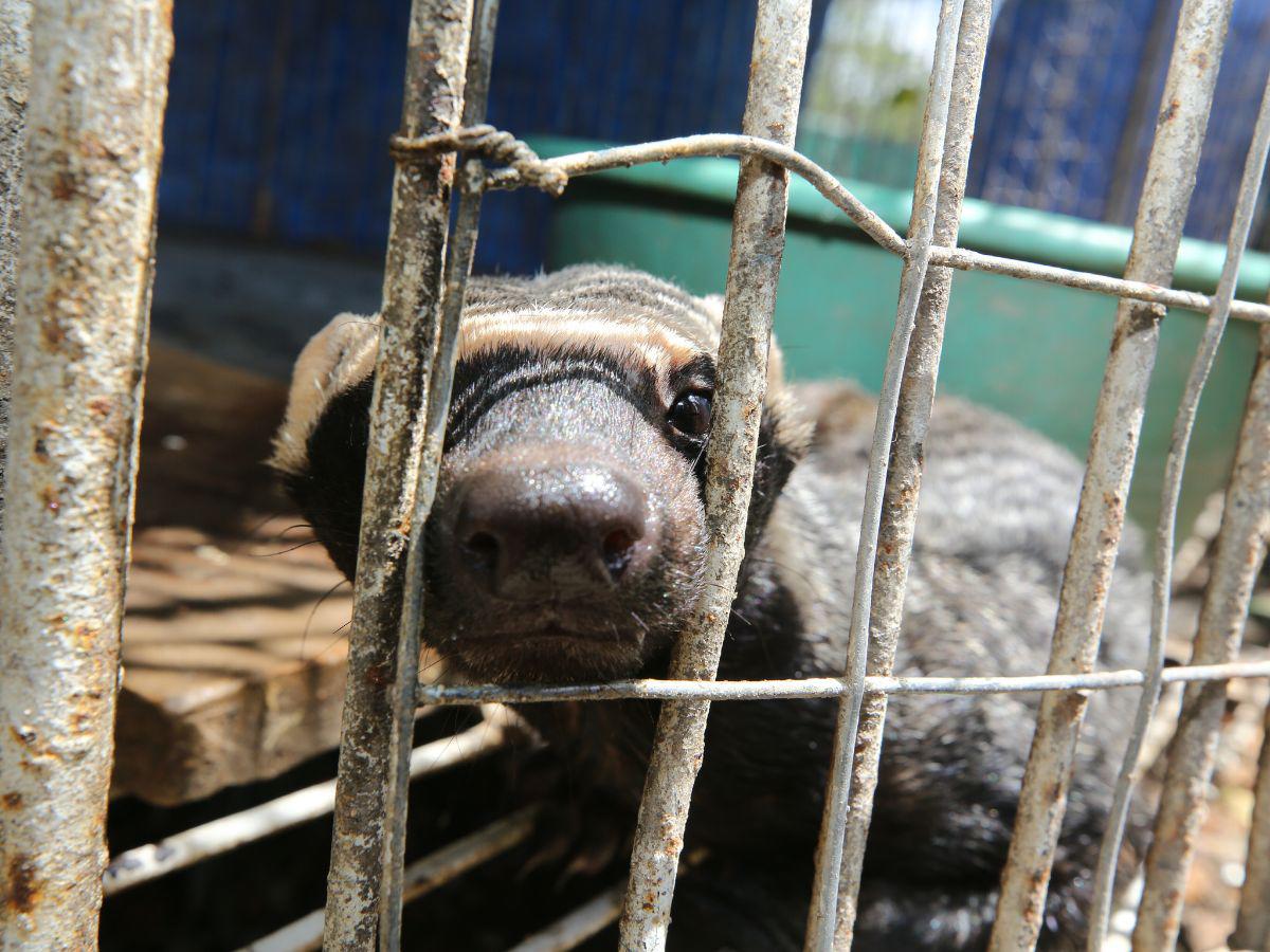 Centro de rescate animal ha logrado liberar a más de 200 aves y felinos