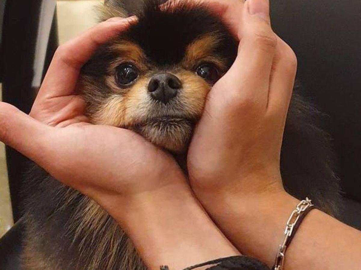 V de BTS se despide de su amigo fiel, Yeontan: “Se embarcó en un viaje hacia las estrellas”