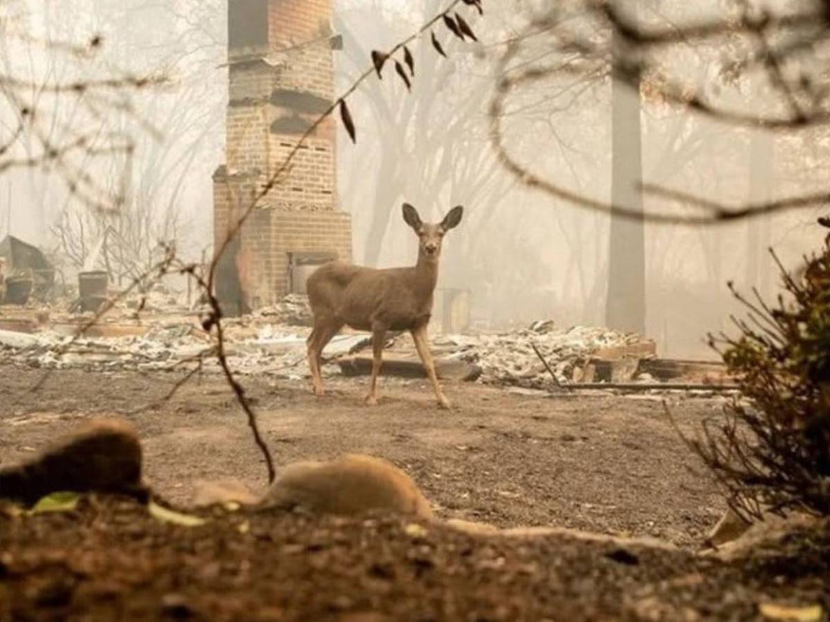 Desde caballos hasta perros: saturados refugios de animales tras incendio en Los Ángeles