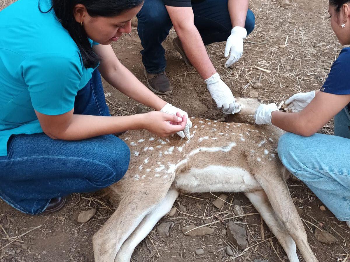 Los animales fueron evaluados para determinar su condición de salud y física.