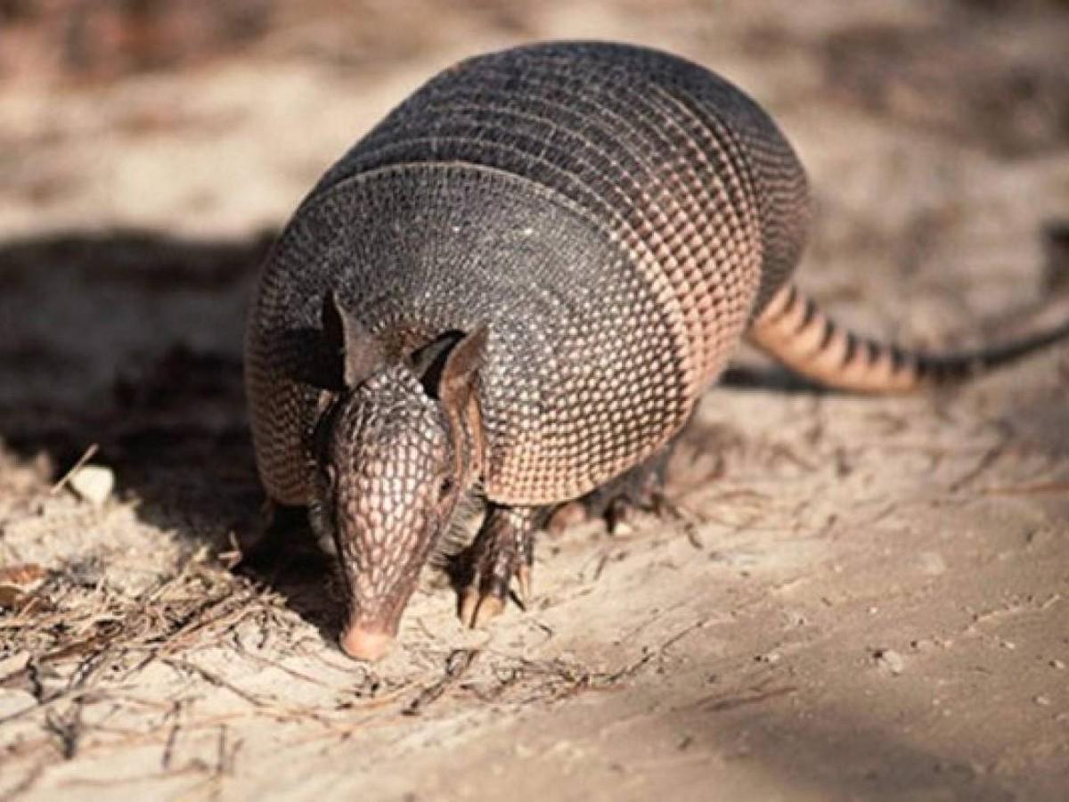 ICF insta a hondureños a no consumir carne de armadillo, ¿Cuál es la razón?