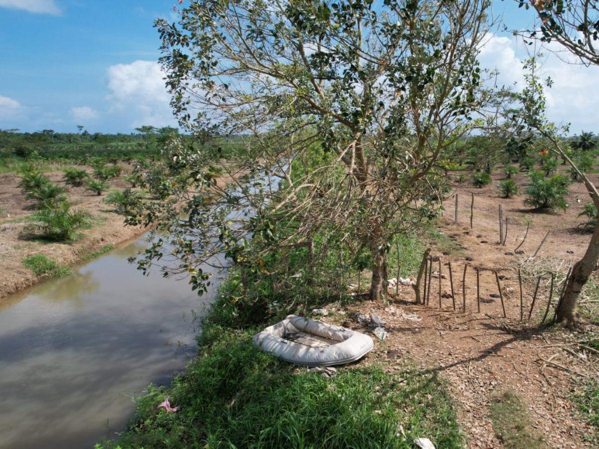 Alrededor de los canales hay plantaciones de palma africana.