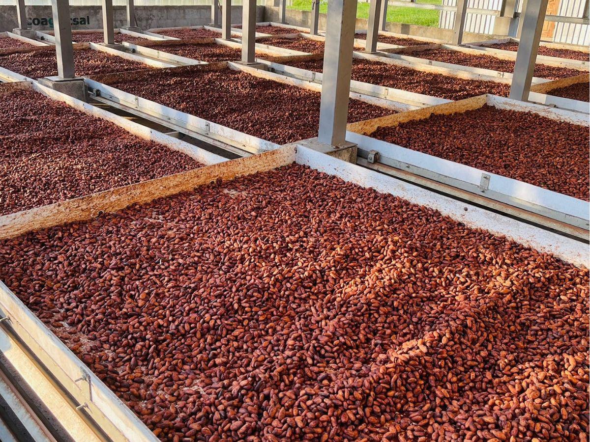 Algunas cooperativas y empresas están exportando cacao a Estados Unidos.