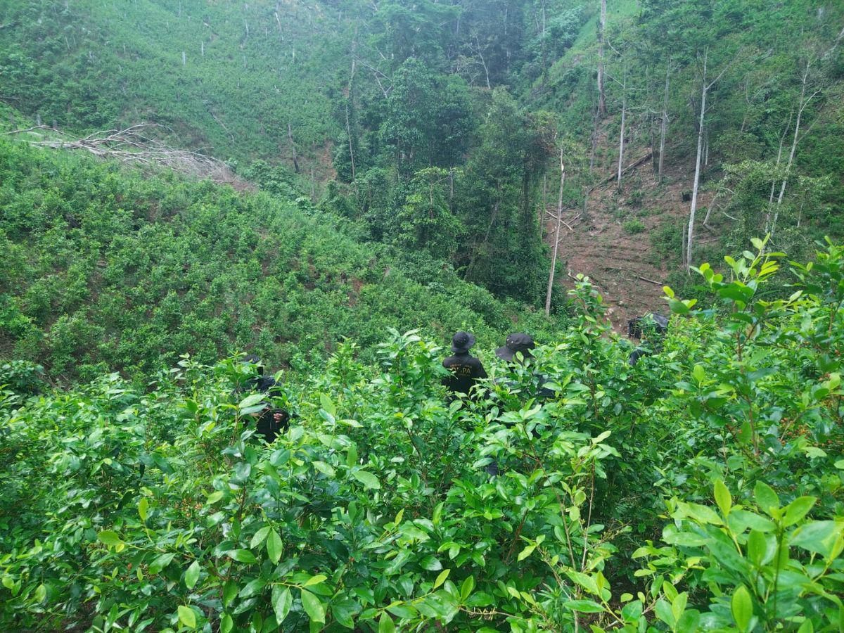 Aseguran narcolaboratorio y plantación de hojas de coca en Iriona, Colón