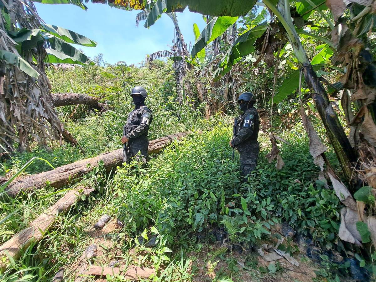 FFAA a través de la PMOP continua intensificando operaciones en el combate al narcotrafico y mantiene equipos de inteligencia y de operaciones especiales en misiones de busqueda de más plantaciones y narcolaboratorios en otros sectores del pais.
