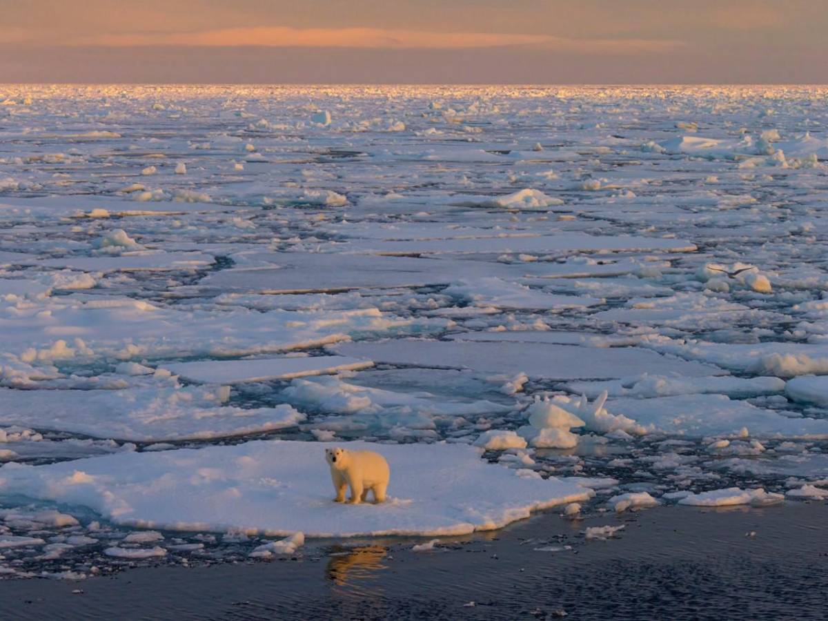 El Polo Norte a punto de quedarse sin hielo: en dos años podría derretirse  por completo