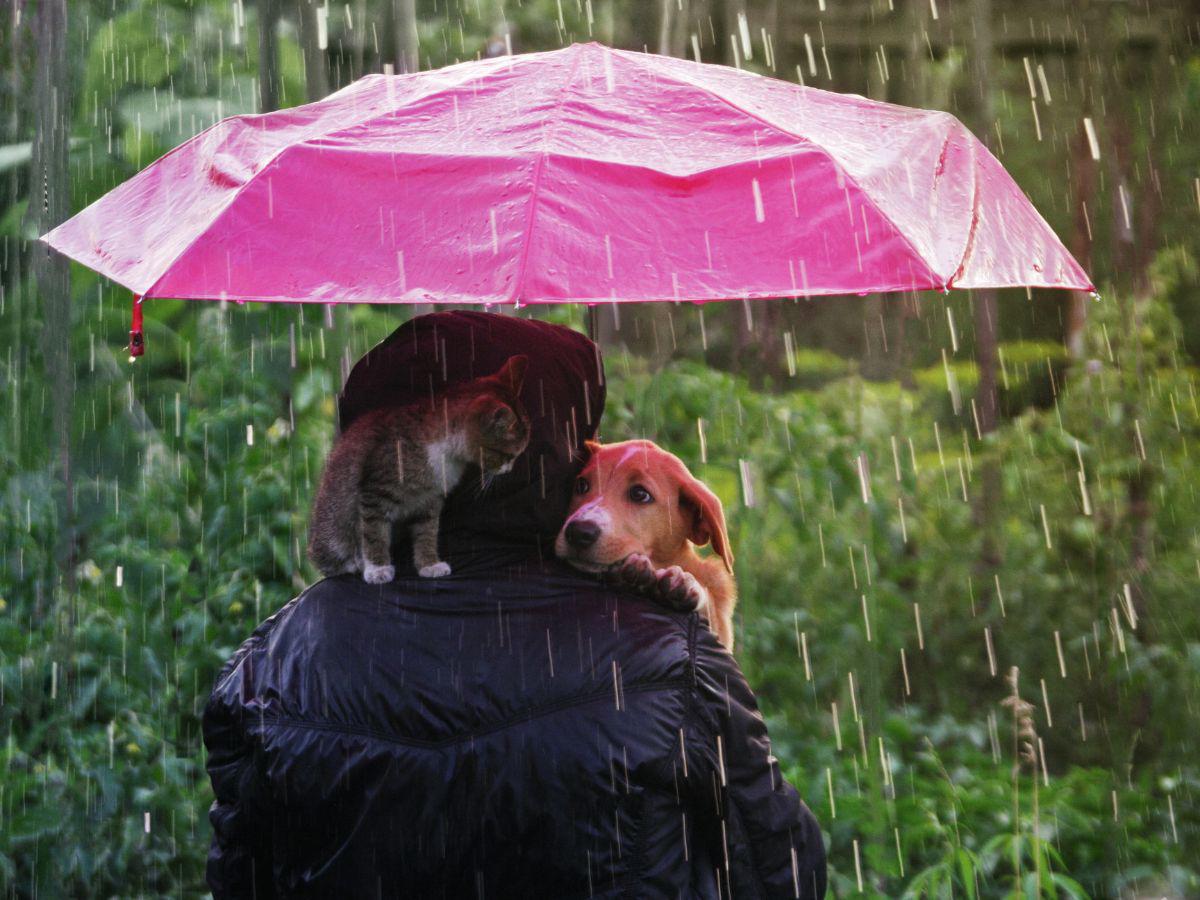 Las claves para proteger a sus perros y gatos en la época de lluvias