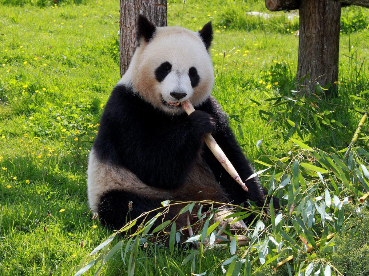 Reino Unido devolverá a China sus únicos pandas tras 12 años de fracaso para obtener un cachorro