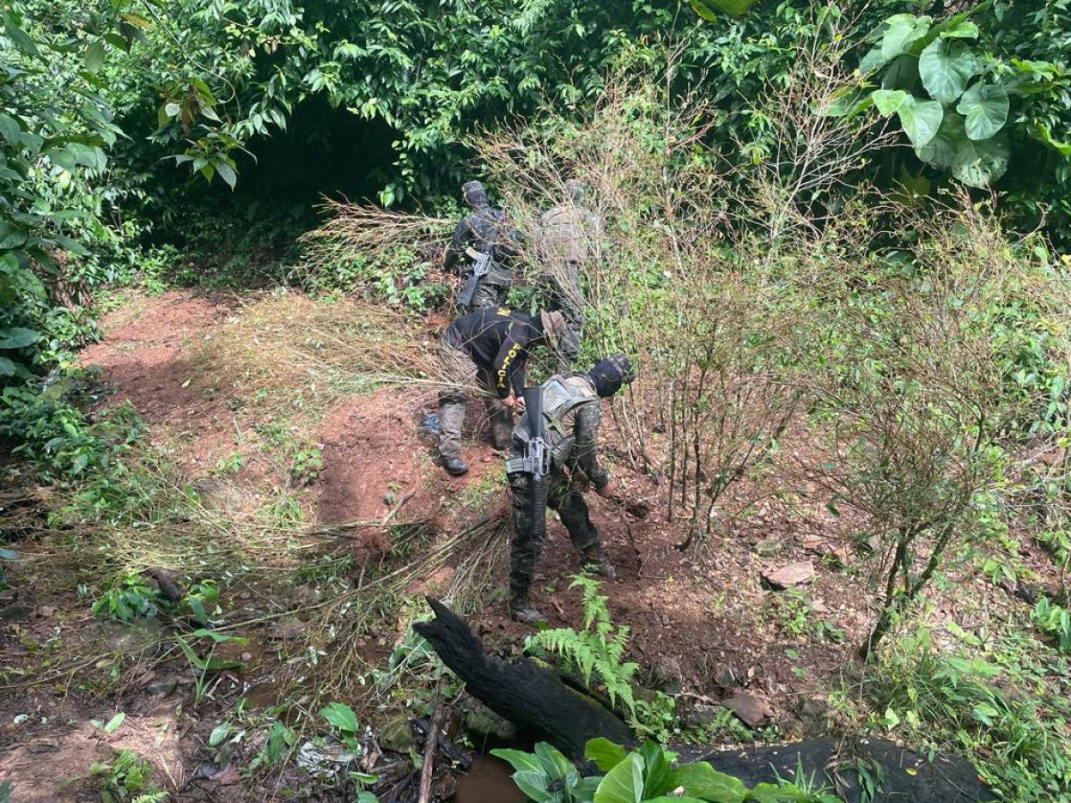 Destruyen plantación de coca y narcolaboratorio en Tocoa, Colón