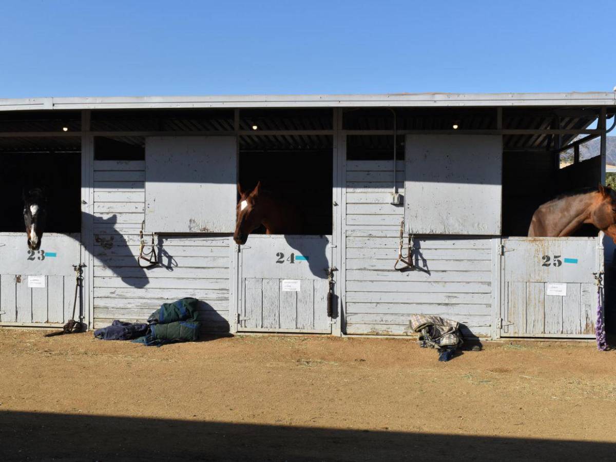 Desde caballos hasta perros: saturados refugios de animales tras incendio en Los Ángeles