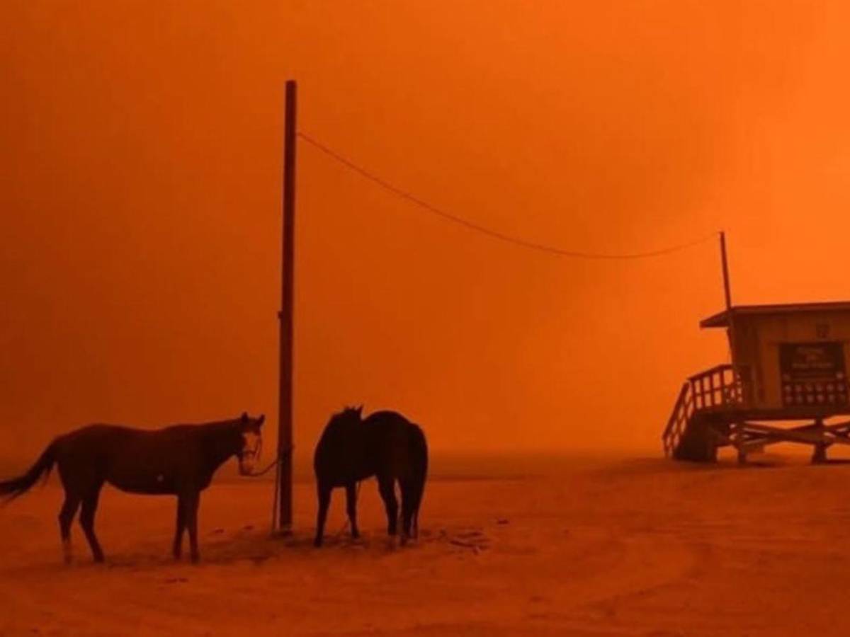 Desde caballos hasta perros: saturados refugios de animales tras incendio en Los Ángeles