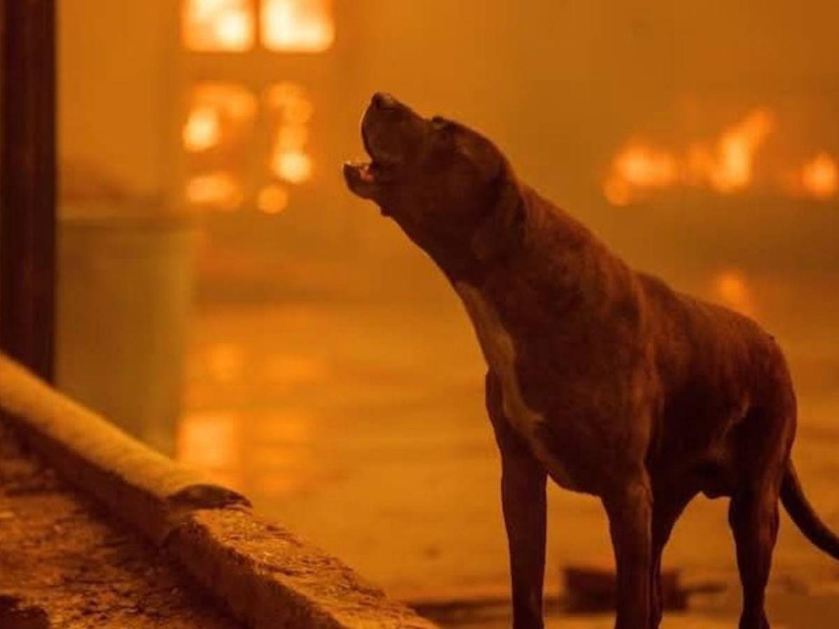 Desde caballos hasta perros: saturados refugios de animales tras incendio en Los Ángeles