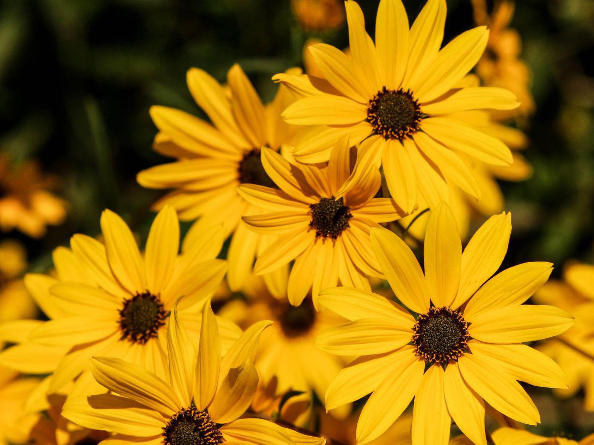 ¿Qué significan las flores amarillas y por qué se regalan el 21 de septiembre?