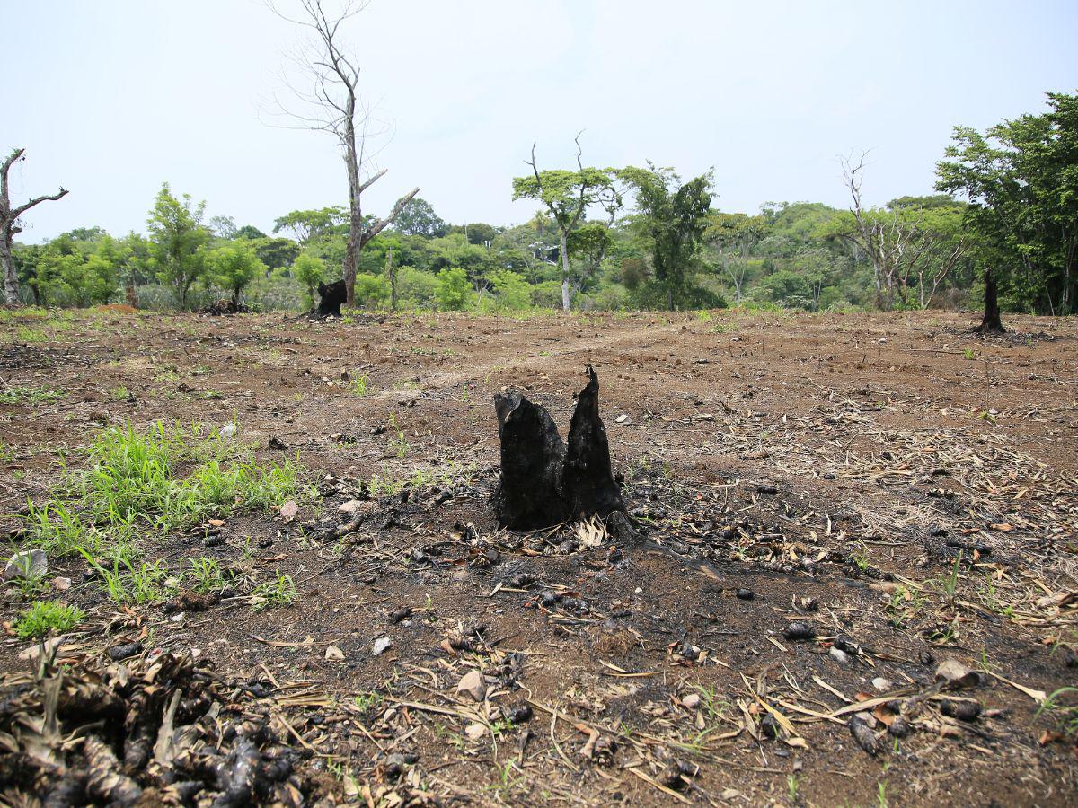 $!La gente está destruyendo de a poco el ecosistema alrededor del Lago de Yojoa.