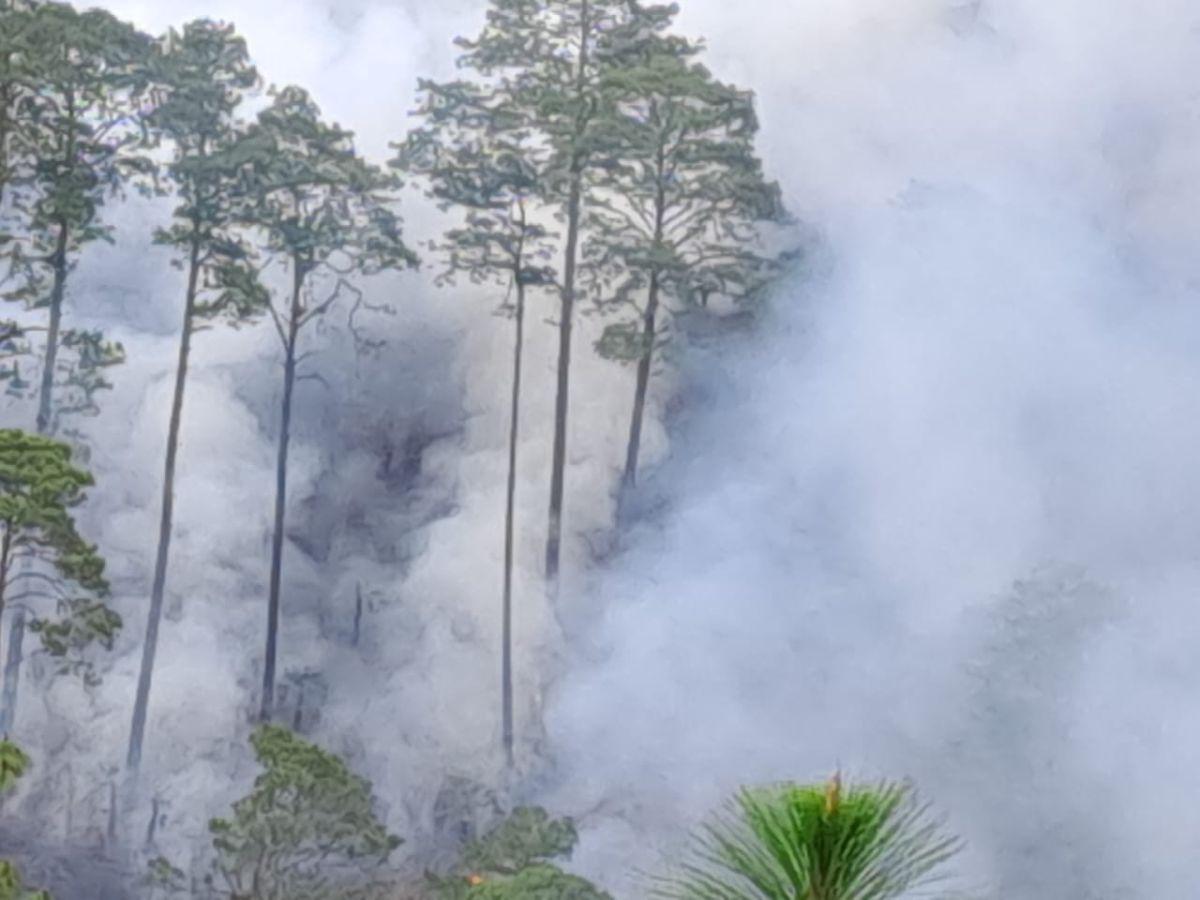 Incendio devora refugio de vida silvestre de Aldea Suyapa en la capital