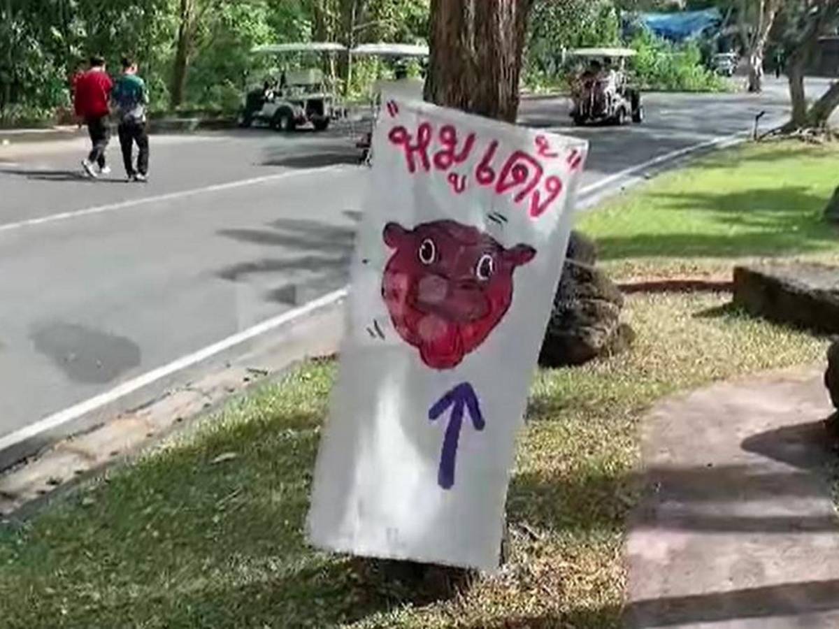 Así es Moo Deng, la hipopótama de Tailandia que se volvió viral