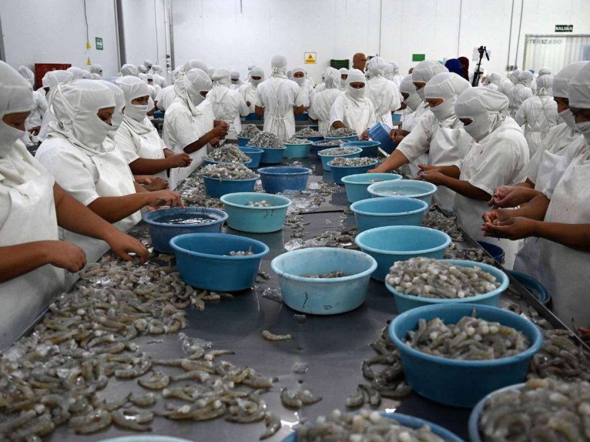 Sin definir el inicio de las exportaciones de camarón a China