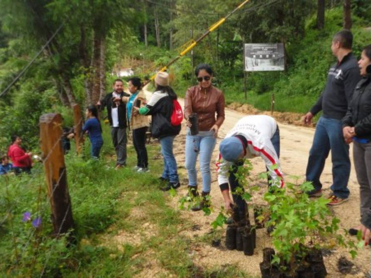 JCI Comayagüela planta 1,500 árboles para revivir Tegucigalpa