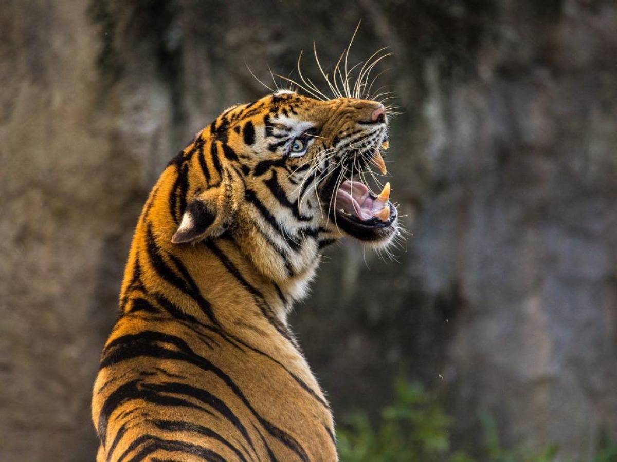 Capturan en India un tigre incriminado en 13 muertes