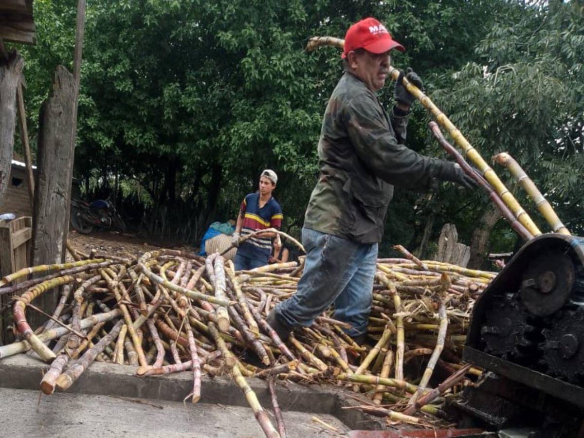 Productores de dulce trabajan arduamente; coyotes obtienen mayor ganancia