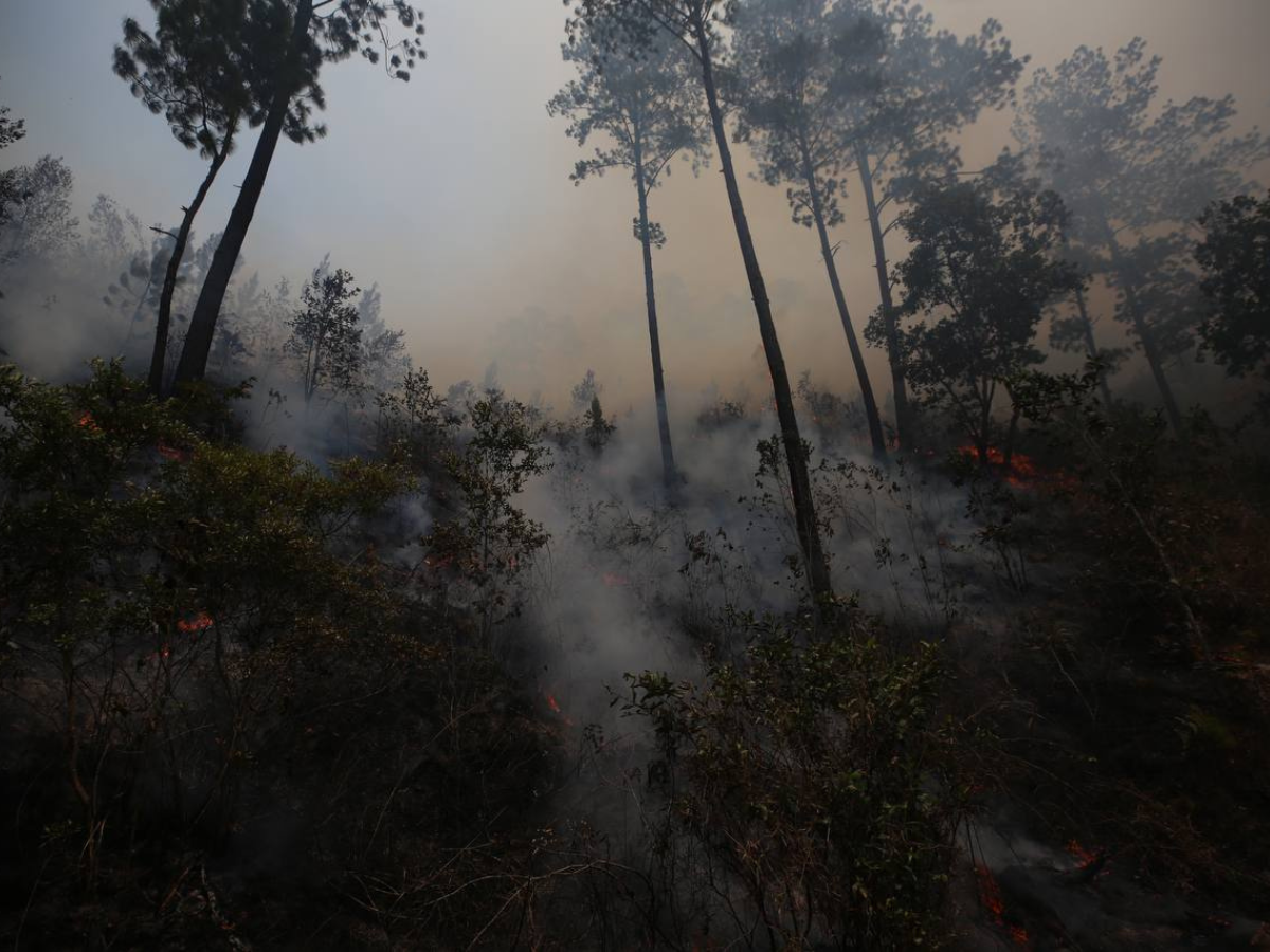 Al menos 500 hectáreas de bosque han sido dañadas tras incendio en La Tigra