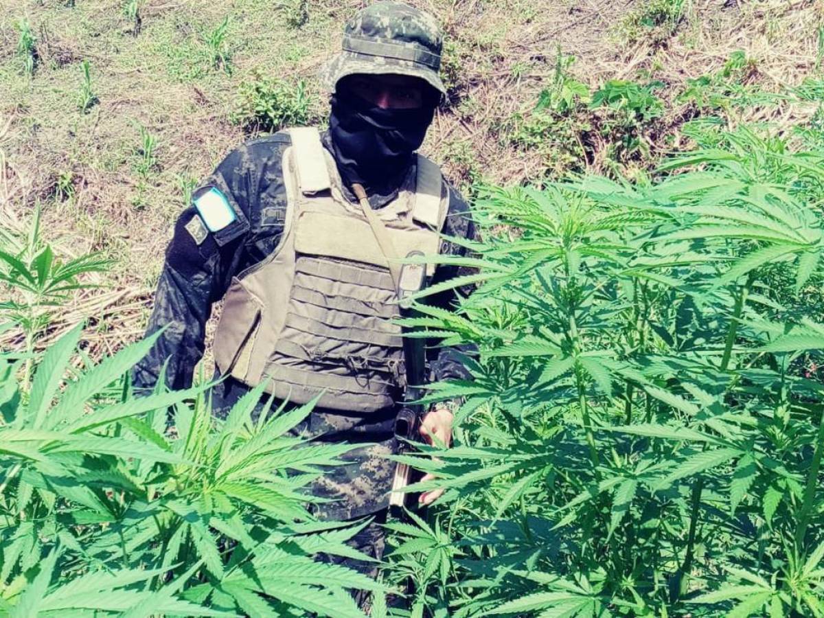 Aseguran plantación con más de 16 mil plantas de marihuana en Colón