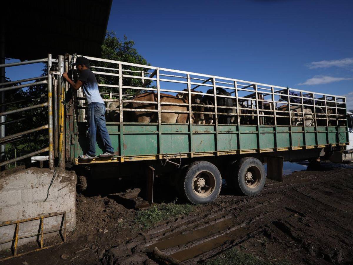 Gusano barrenador: una mosca pone en jaque al ganado de Honduras