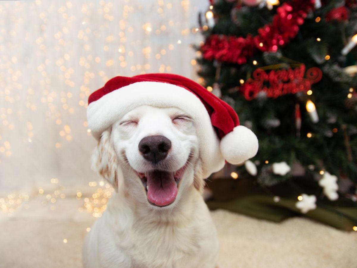 ¡Ellos también son familia! Esta protección necesita tu mascota en las fiestas de fin de año