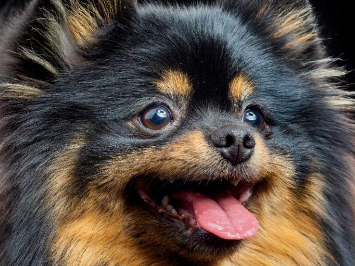 V de BTS se despide de su amigo fiel, Yeontan: “Se embarcó en un viaje hacia las estrellas”