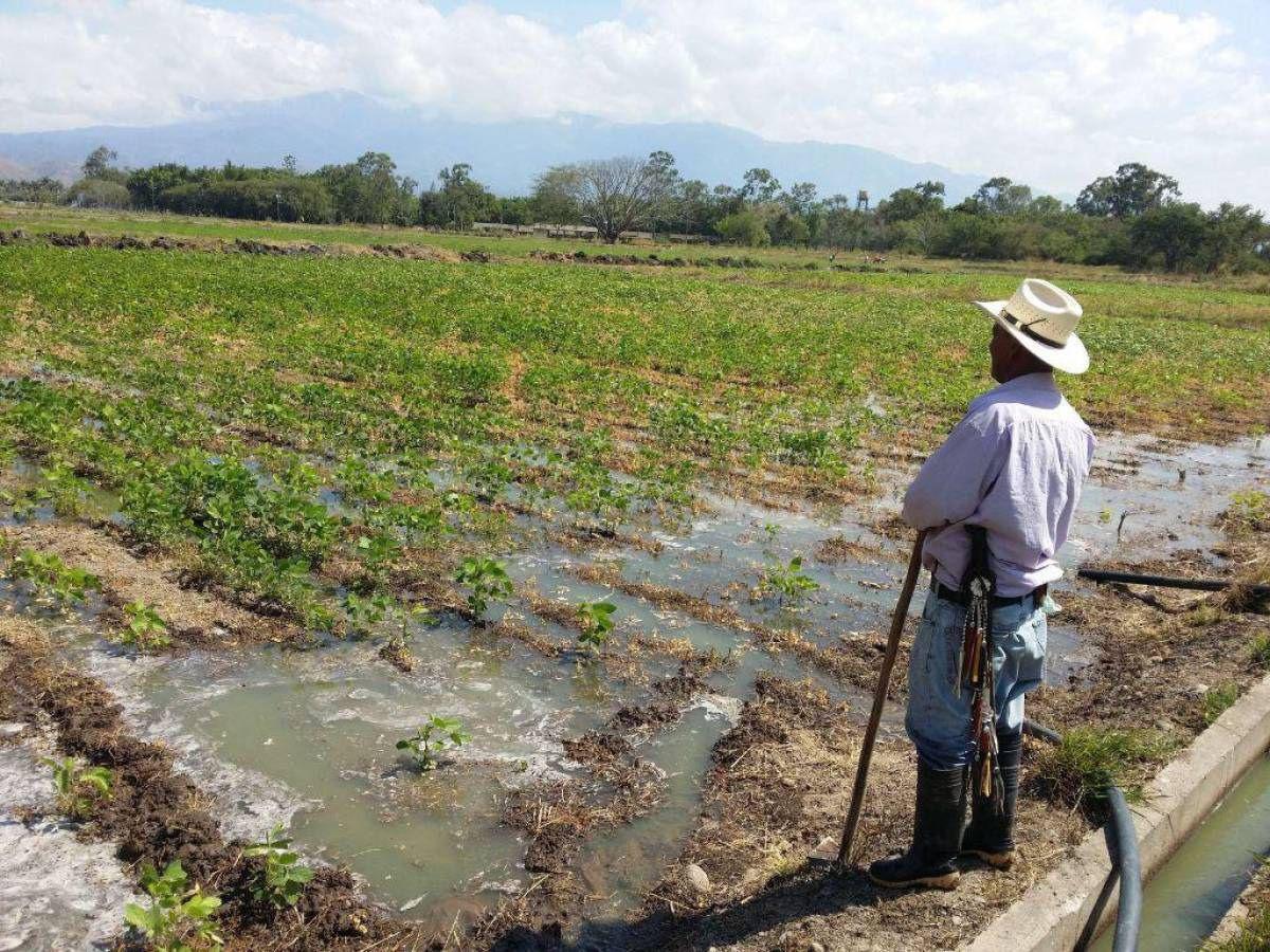 Proyectan mejora en la seguridad alimentaria en los siguientes meses