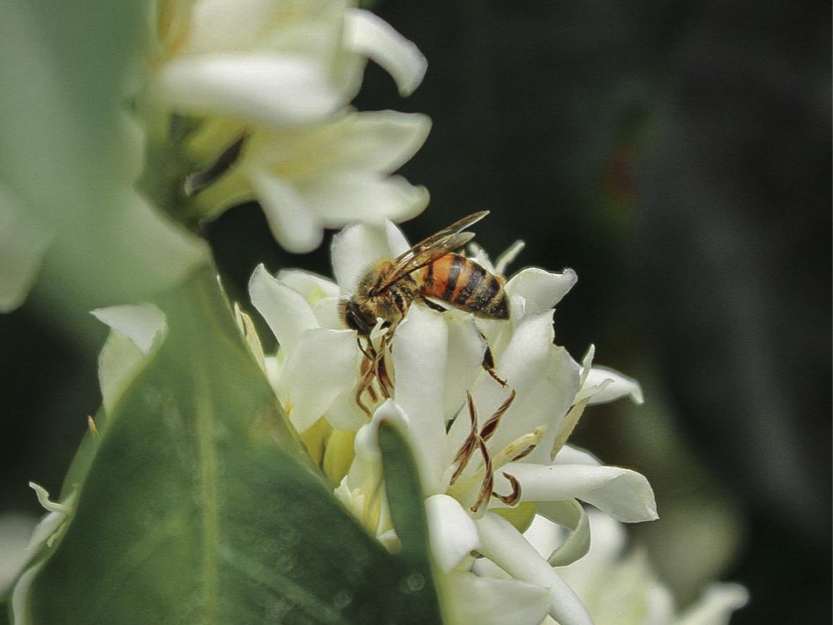 La interacción de las abejas en el cultivo de café mejora en un 25% la productividad de las fincas cafetaleras