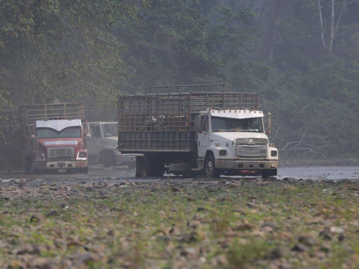 Ocupación de tierras, narcocarreteras y deforestación: conflicto en el río Plátano