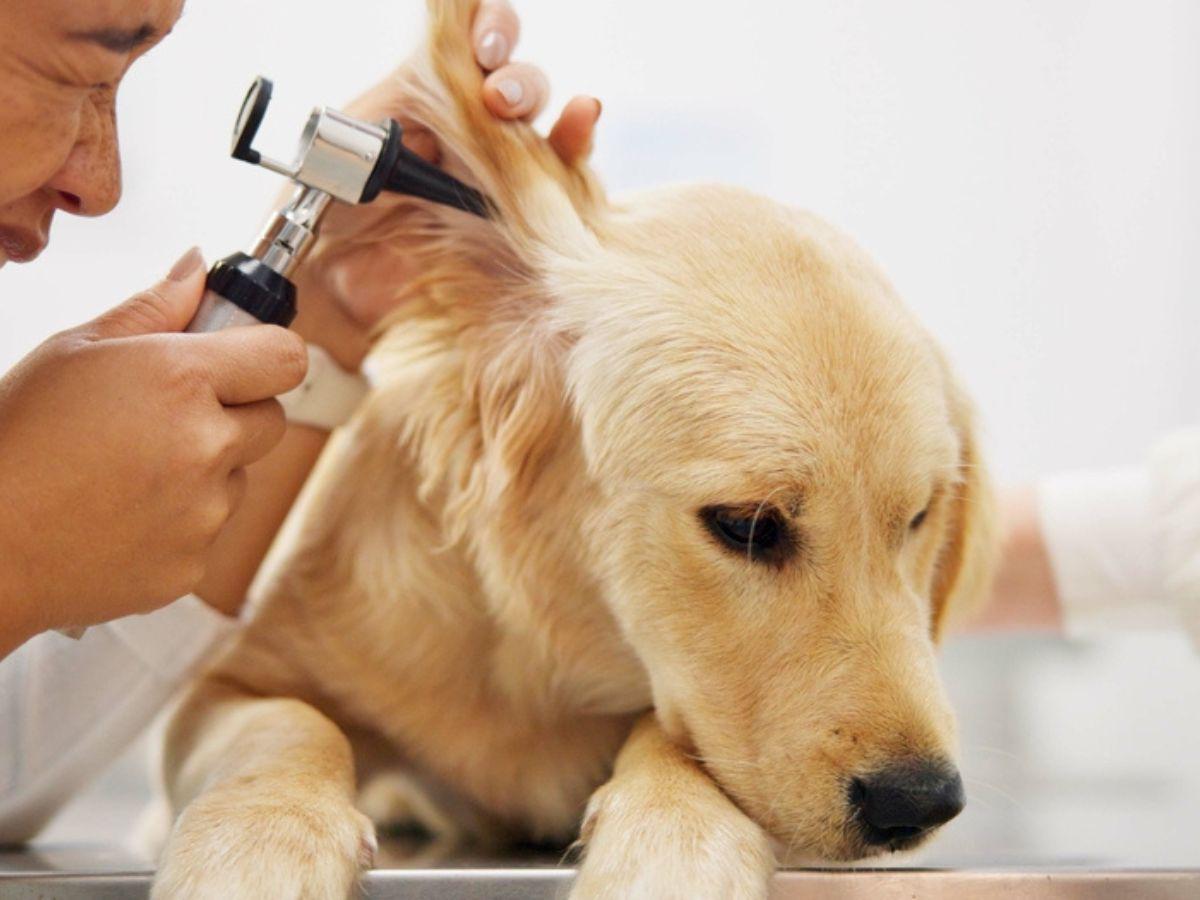 Es normal que su mascota sacuda la cabeza después de la limpieza. Permítale hacerlo, pero asegúrese de alejar su cara para evitar que fluidos y residuos caigan en sus ojos.