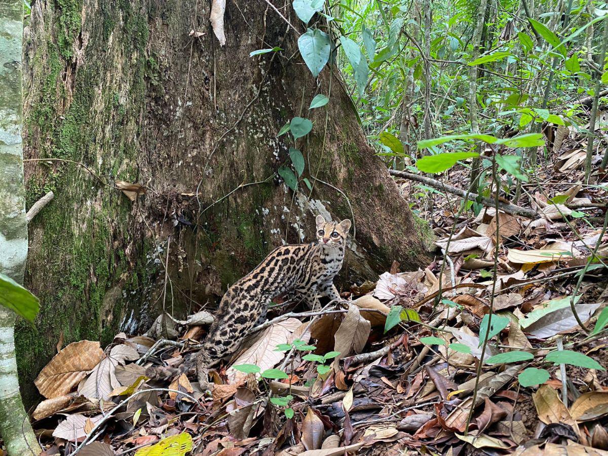 Liberan varias especies de animales en la Biósfera del Río Plátano