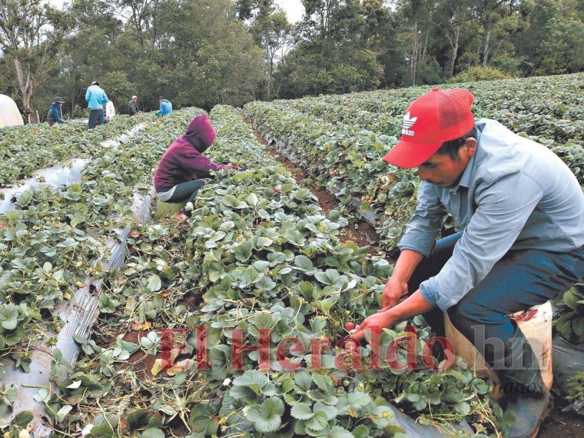 Proyectan crecimiento económico de 4.1% para Honduras en 2022