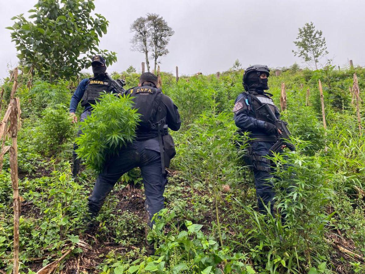 Tras enfrentamiento, aseguran extensa plantación de marihuana en Marale, Francisco Morazán