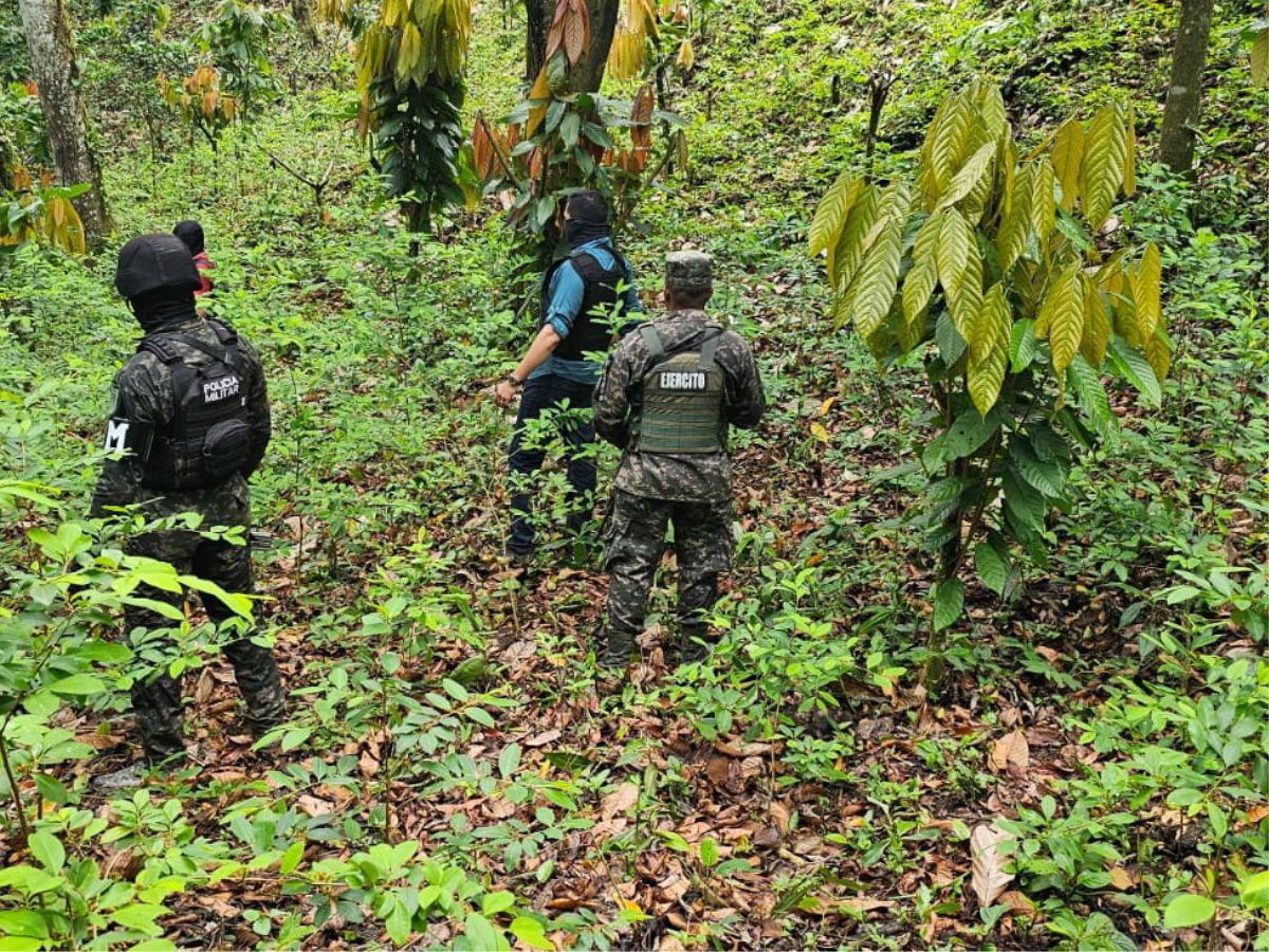 $!Los grupos criminales está cultivando hojas de coca en zonas de difícil acceso en Honduras.