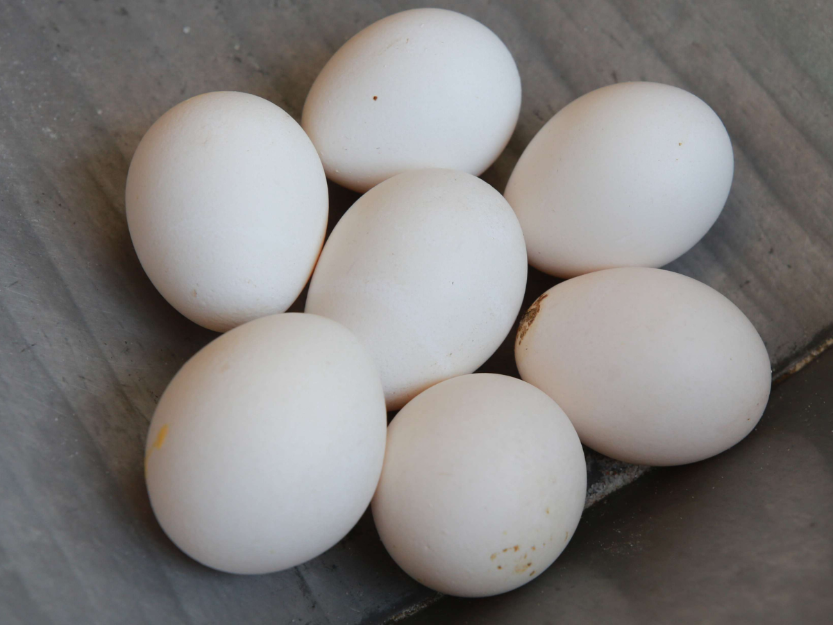 Desarrollo Económico indica que un huevo debe costar 4.50 lempiras