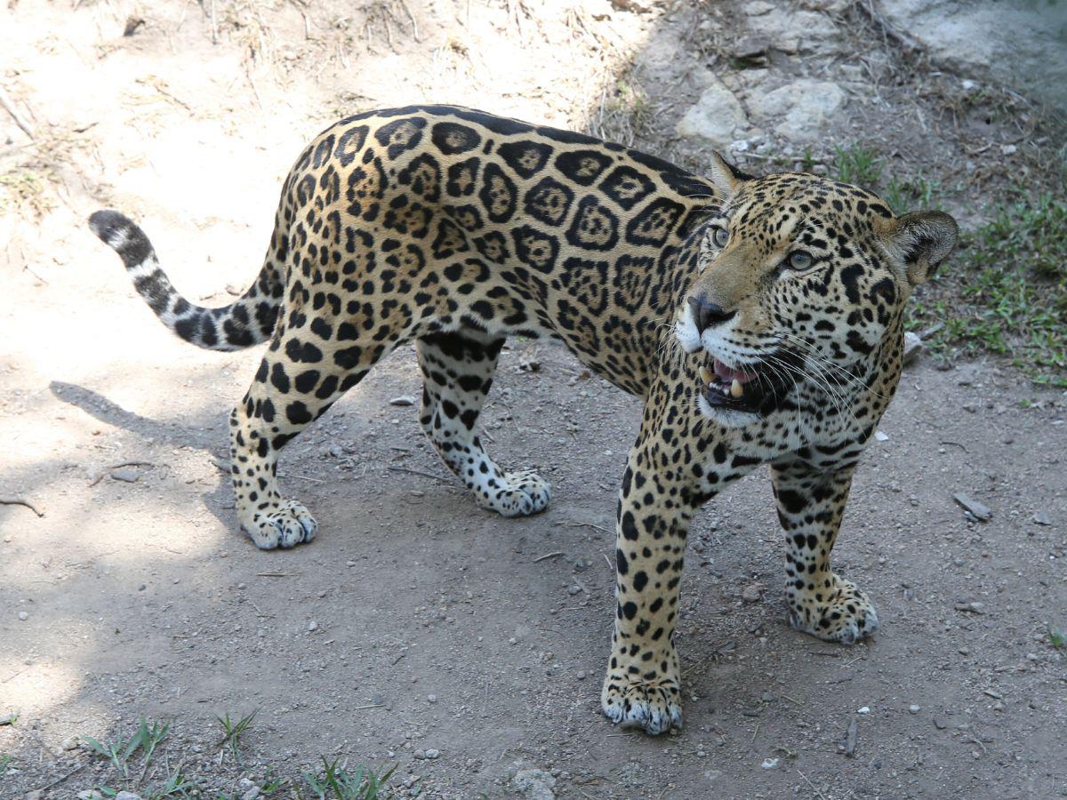 Centro de rescate animal ha logrado liberar a más de 200 aves y felinos