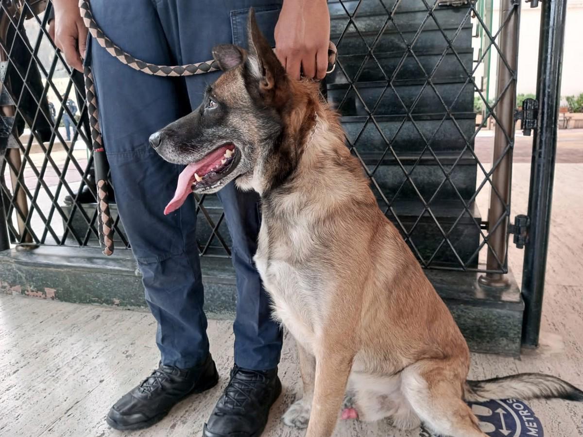 K-9 inspecciona el Congreso Nacional para garantizar seguridad de los diputados