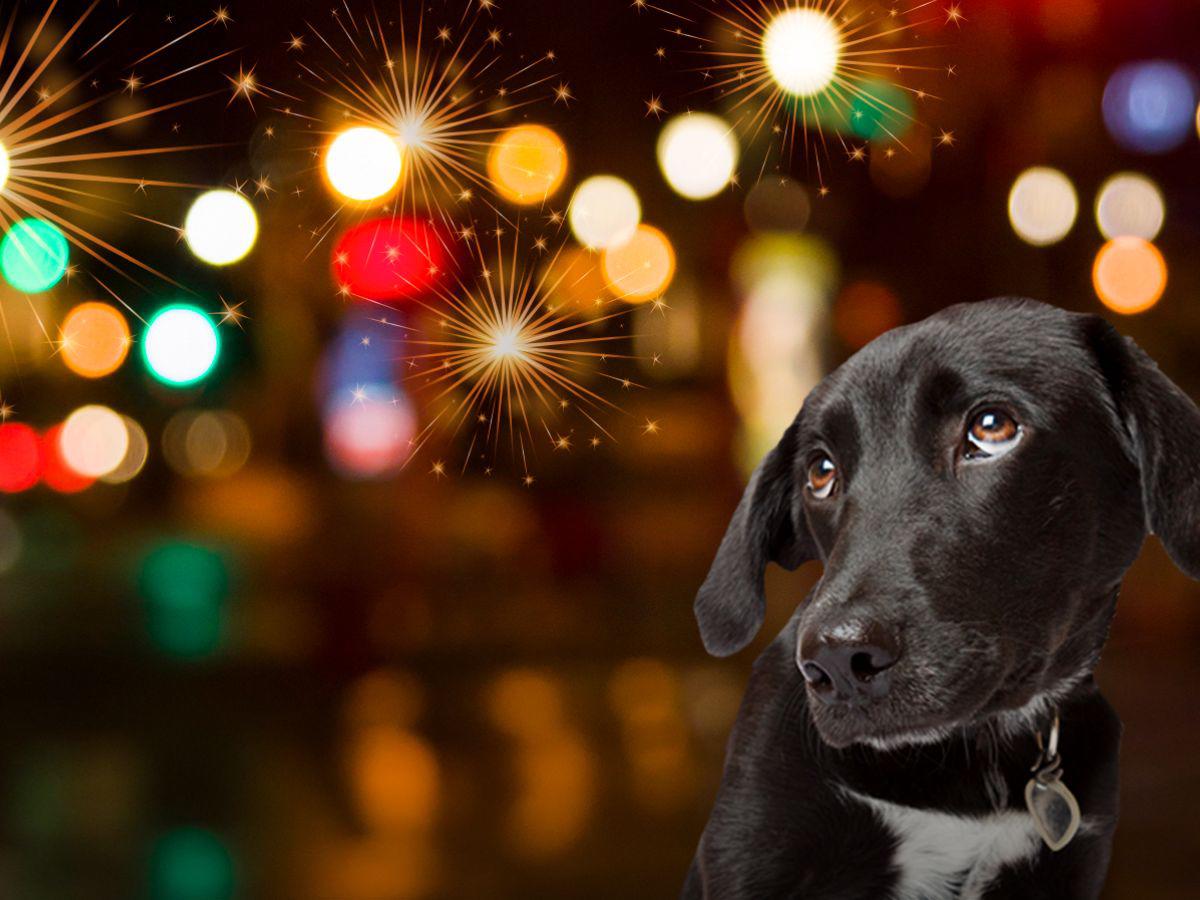 ¡Ellos también son familia! Esta protección necesita tu mascota en las fiestas de fin de año