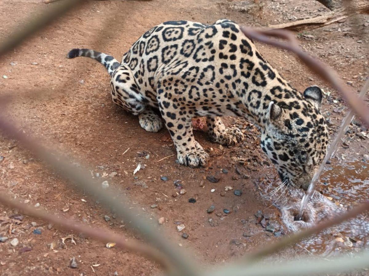 Intervienen Zoológico Joya Grande para rescatar animales abandonados por la OABI