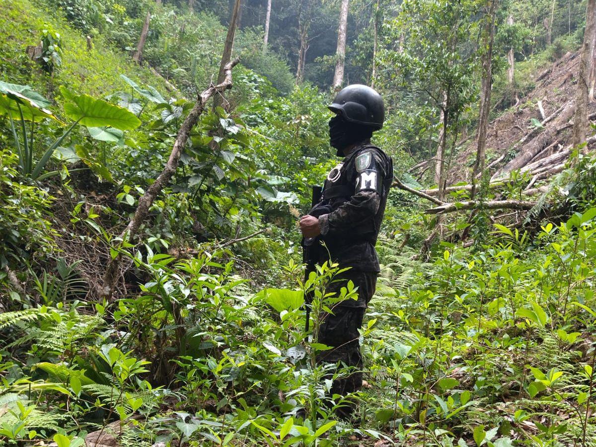 Hallan más de 56 mil plantas de hoja de coca en La Masica, Atlántida