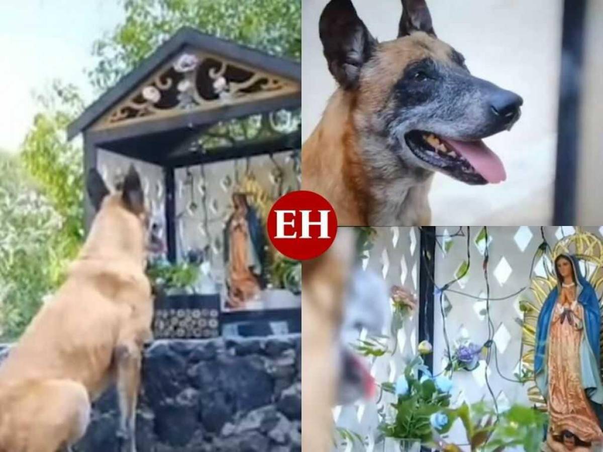 VIRAL: Jungkook, el primer perro en pedir un milagro en ‘La Rosa de Guadalupe’