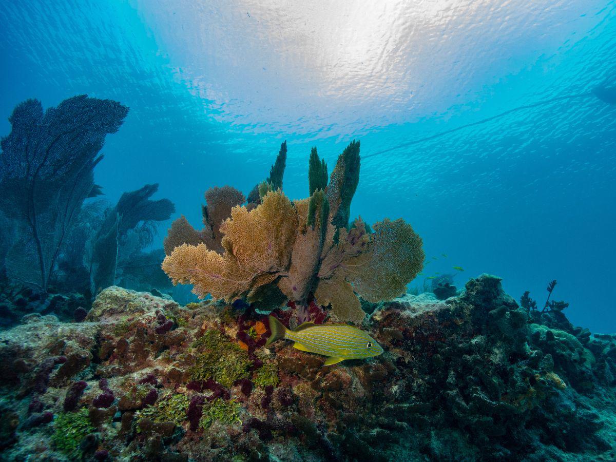 Ante las altas temperaturas del océano científicos trabajan para salvar los corales en el sur de Florida