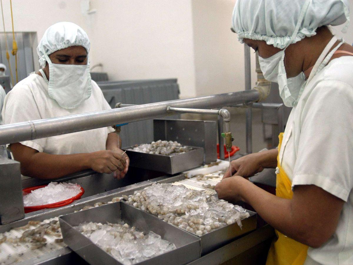 El camarón hondureño ya paga 20% por ingresar a Taiwán