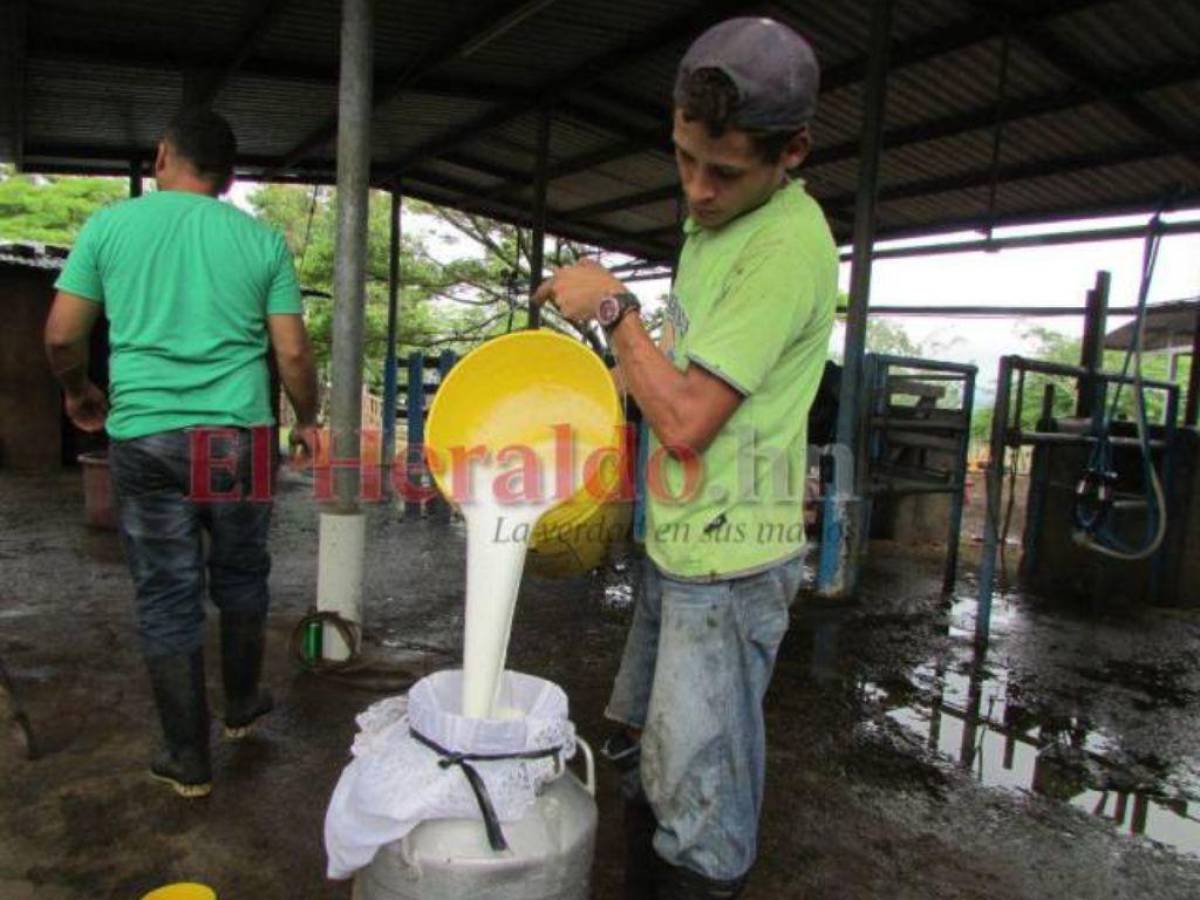 Ya no vendrán las vacas a la capital tras lograr acuerdo entre ganaderos y procesadores