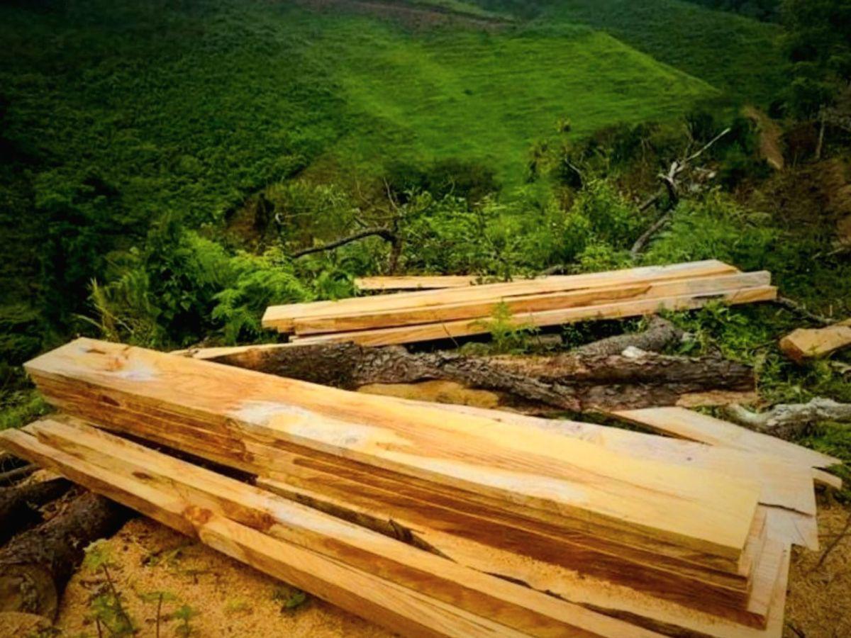 Plan de manejo permite corte legal de bosques de pino en Francisco Morazán