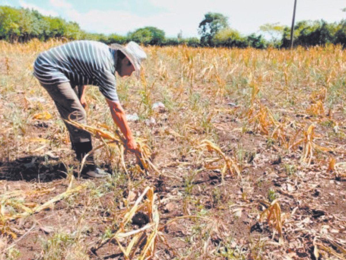 Advierten de crítica sequía y aumento de temperaturas en Honduras